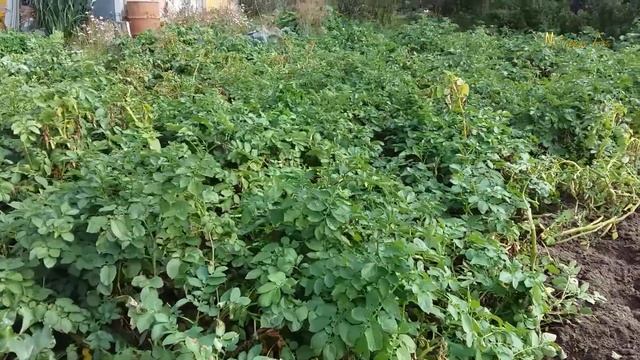 Колорадские жуки на даче.? Жуки поедают урожай.Что не так?Не хочу огород.Хочу дачу.
