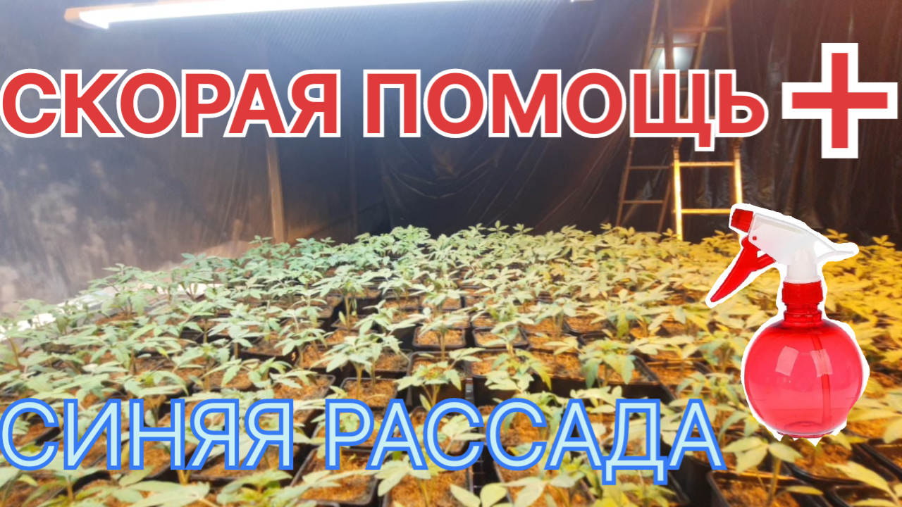 У рассады синий лист. Недостаток фосфора. Вносим по листу
