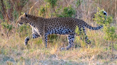 Уссурийские Адам и Ева: дальневосточных леопардов переселили в заповедник
