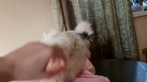 Преображение Китайской Шёлковой курицы/ Купаю курицу и сушу ФЕНОМ/ Bathing a chicken