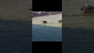 Пливање за крст на Лиму, Беране 1.mp4