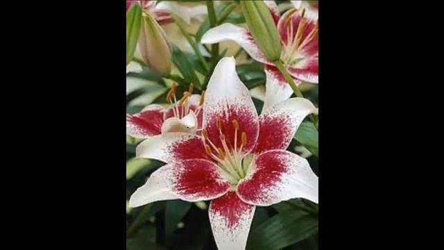 #Лилии28 #Цветы для сада и бизнеса от Ольги Шевчук смотреть онлайн