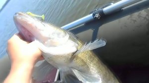 Судак 4 кг на джиг с лодки