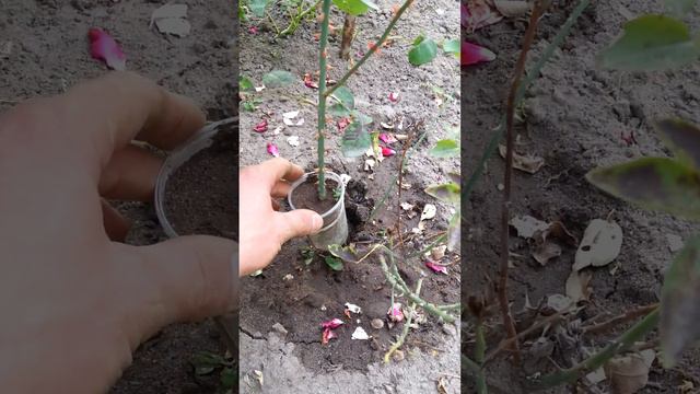 ahoot.ru * РАЗМНОЖИТЬ РОЗУ СТАКАНЧИКОМ без черенков и прививок  прямо на кусту #роза #розы #цветы