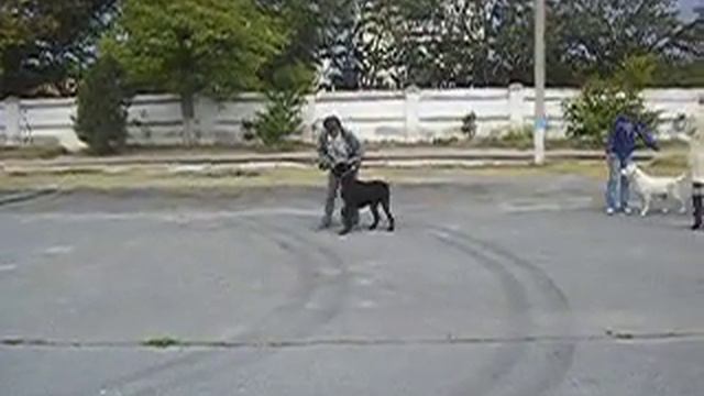 питомник  Роман-Кош.Балаклава Баско  тренинг смотреть онлайн