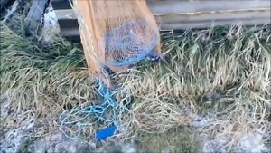 прежде чем покупать кастинговую сеть посмотри это видео. кастинговая сеть с большим кольцом.