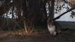 Почему кошка убегает из дома