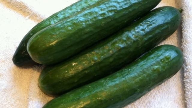 Какие огурцы можно выращивать на подоконнике, лоджии, балконе смотреть онлайн