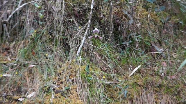 Paphiopedilum callosum var sublaeve blooming in-situ смотреть онлайн