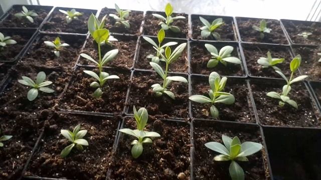 Как избавиться от мошек в комнатных цветах и рассаде! смотреть онлайн