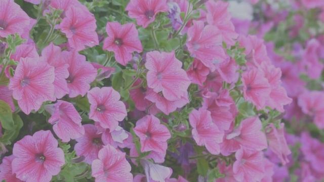 Клумбы из петуний на даче смотреть онлайн