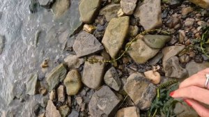 Поиск аммонитов и белемнитов - остатков юрского периода!