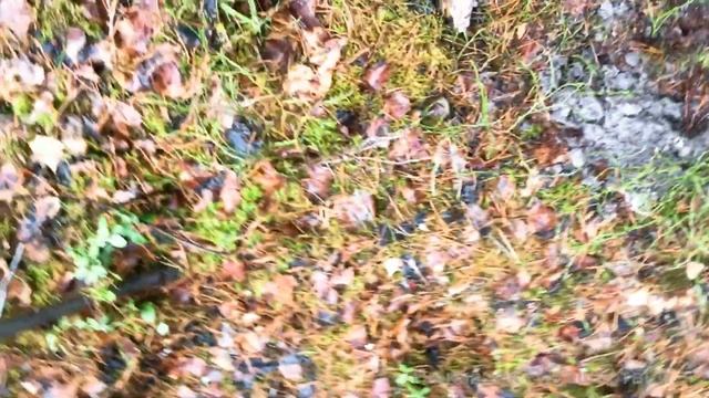 Закладуха советских монет в корнях старого сухого дерева. Здесь точно разбили копилку смотреть онлайн