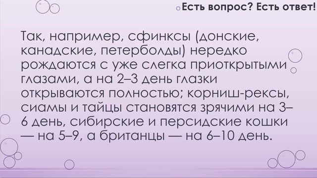 Когда у котят открываются глаза? [139] смотреть онлайн