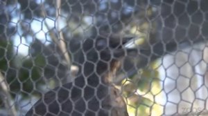 Маленький лирохвост имитирует звуки проведения строительных работ