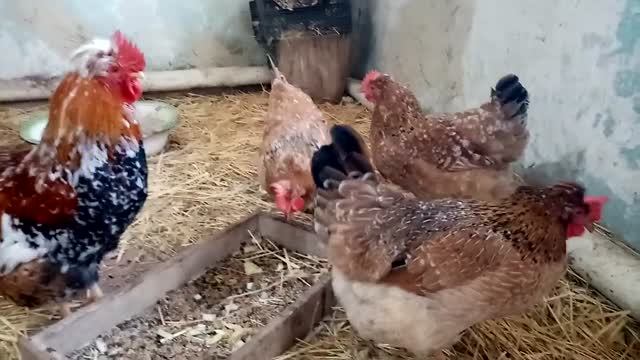 В гостях у Русской хохлатой породы кур!!! смотреть онлайн