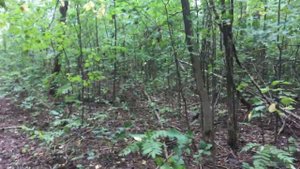 Как тренируются монахи Шаолинь