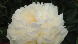 Peony Ivory Victory - www.peonyshop.com