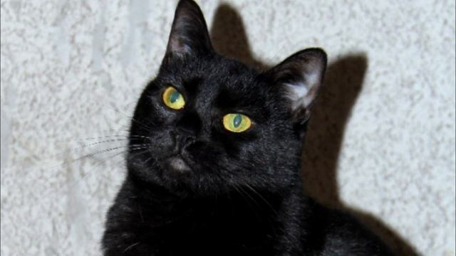 Девушка заметила кошку в воде. Достав её, она заплакала! смотреть онлайн