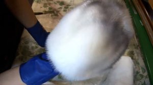 Что делать, если мех пожелтел? Красим мех методом напыления краской Саламандра для замши