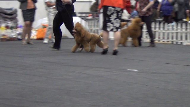 00122XXIII Национальная выставка пуделей 28.05.2017 Сравнение на ЛПП смотреть онлайн