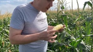 Кукуруза ТУРБИН - ультраранняя с большим початком и отличным вкусом!