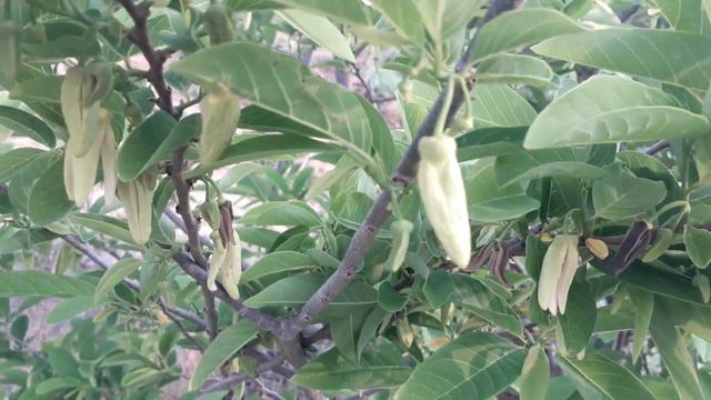 seeta phalla , custard apple , Annona squamous  L. ಸಿತಾಫಲ..
