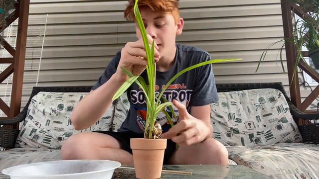 Repot A Cymbidium With Me смотреть онлайн