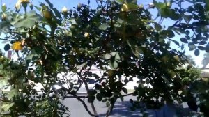 Жёлтый шиповник