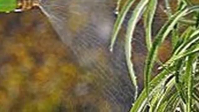 Влажность воздуха для растений – какой должна быть на самом деле??? смотреть онлайн