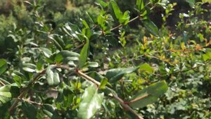 Созревание гранат , сентябрь 2022года