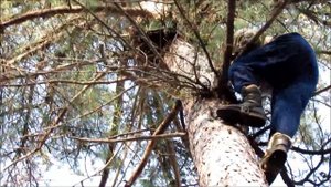 Сбор кедровой шишки. Пешком на кедр.