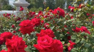 Прекрасная роза Супер Гранд Аморе.Летняя обрезка. Питомник ? и ? Е. Иващенко