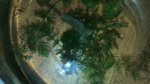 Нерест вишневых барбусов