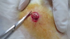 Benign tumor in dogs. Жировик у собаки.