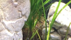 Аквариум с голубыми неонами, 20 литров. Каким он стал.