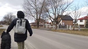 Русский черный терьер гуляет по району