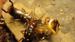 Уховертки Anechura bipunctata едят таракана