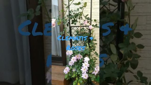 Blue Moon Rose &Fairy Blue Clematis смотреть онлайн