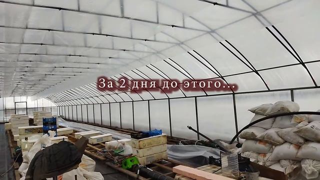 2-ой слой пленки в теплице. Как самому смонтировать  в фермерской теплице.
