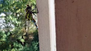 Стрекоза поедает осу.