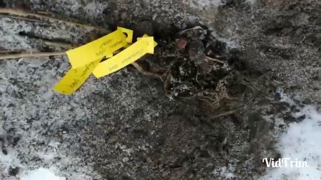 Как зимой копать землю и закопать туда орехи смотреть онлайн