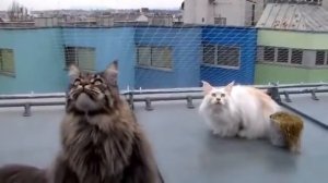 Разговорчивые мейн куны общаются с птицами