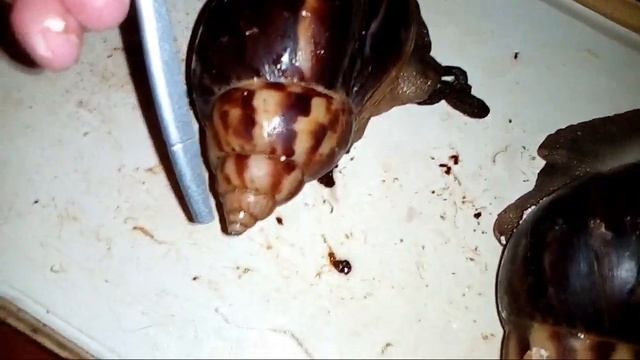 УРА!!!!!!! Я наконец то купила новый контейнер для улиток. смотреть онлайн