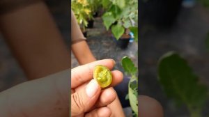 Green Doctor Tomato Review