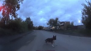 Перцовый баллончик Контроль против Собак - 9. Перец. Город глазами велосипедиста #264
