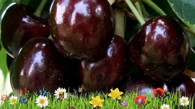 Черешня средний Ипуть ? Обзор: посадка и уход. саженцы, крупномеры черешни: описание и особенности