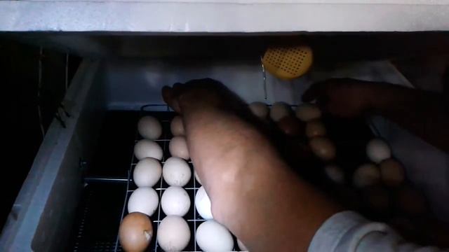 1 часть куры от закладки яиц до снесения яйца австролопы и орпенктоны ливенские ситцевые смотреть онлайн