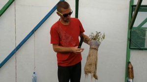 Выращивания базилика на гидропонной системе Аквапот Klik