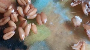 Крупа СПЕЛЬТА -сколько варить и какая на вкус.